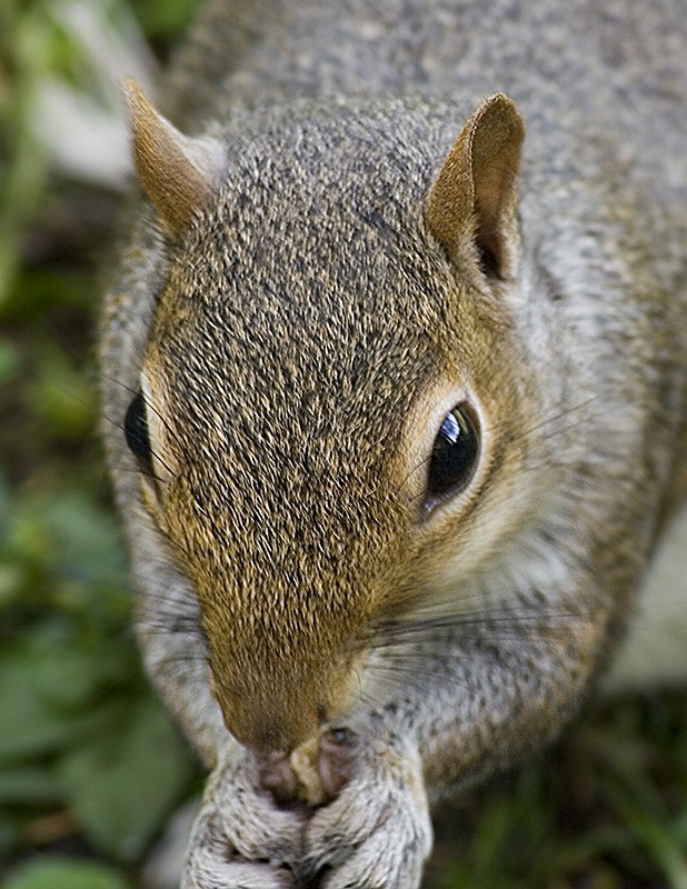 baby squirrel Babysq10