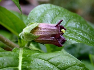 موسوعة الطب البديل - صفحة 4 Atropa10