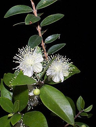موسوعة الطب البديل Myrtus10