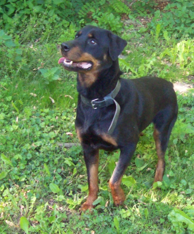 Et ça continue avec une croisée beauceron de 2-3 ans....  106_1327