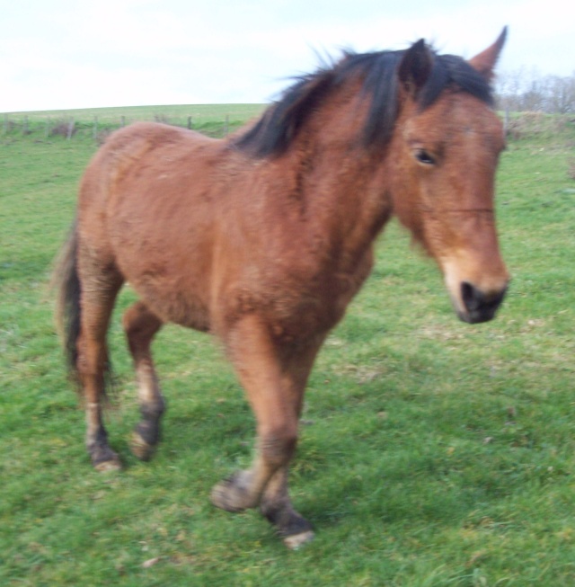 Vicomte, poulain en cours de dressage - Page 2 115_0011