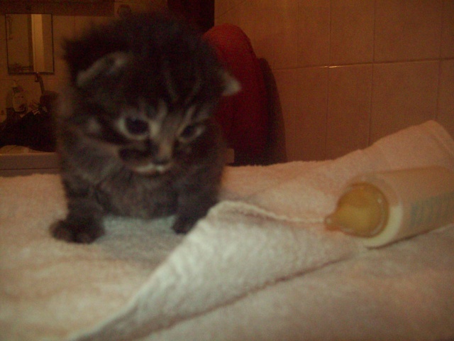 Reste Cachou, une très jolie minette, 6mois poil mi-long,  à  l'adoption 115_0415