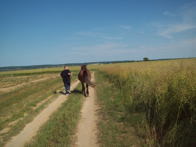 Vicomte, poulain en cours de dressage - Page 4 115_0418