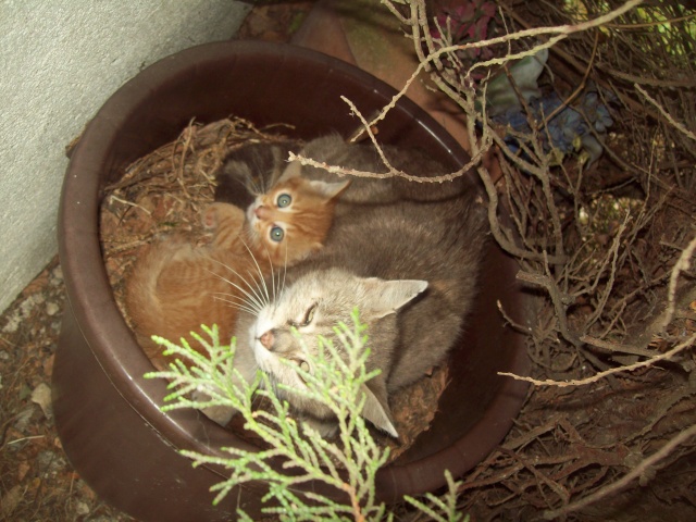 Max  'Maxou pour les intimes"^^ chaton roux né fin Avril  115_0521