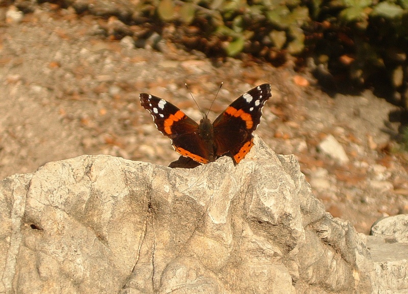 Papillons C1610