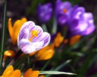 le calendrier du jardinier > Septembre  Crocus10