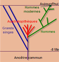 Science  > Biologie > Dossiers > L'hominisation en 10 ides  Pas-au10