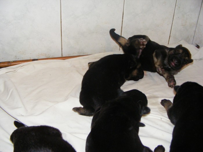 Chiots Berger Allemand Euskal Herria Izarra - Page 3 Baba_b14