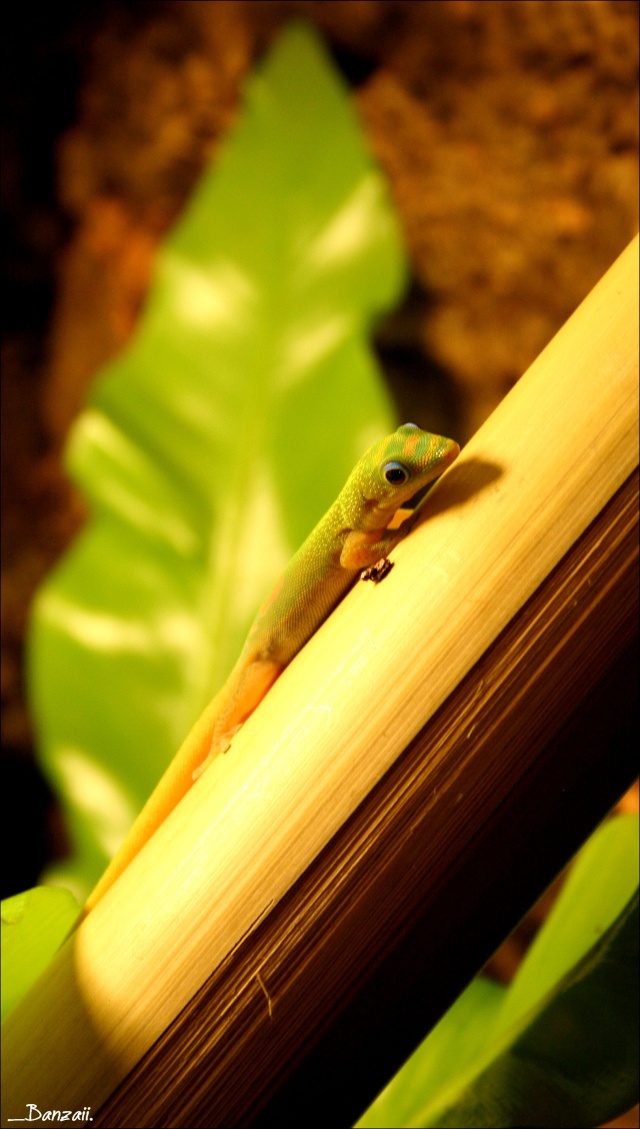 Mon couple de Phelsuma laticauda laticauda Pix__e34