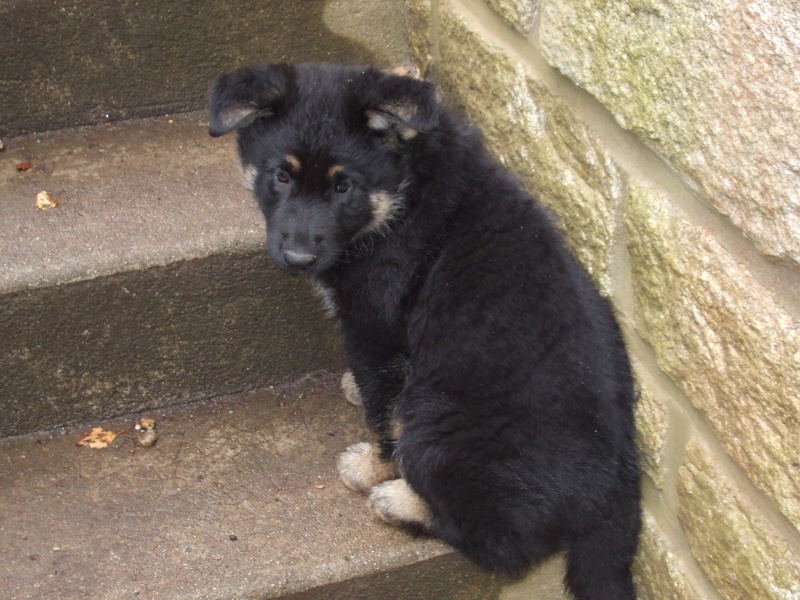 chiots berger allemand noir et noir et feu - Page 6 Dscf0218