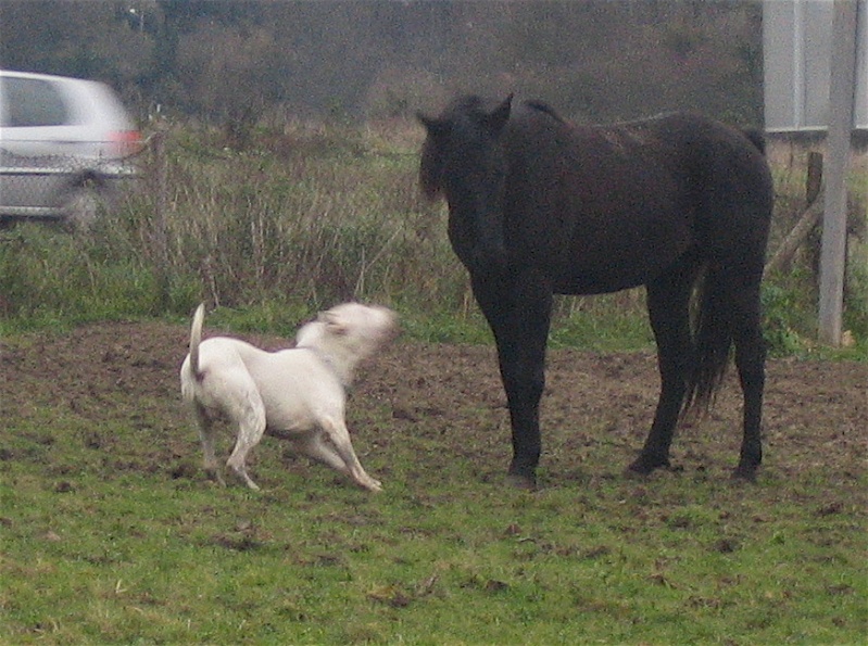 nos chevaux Img_1211