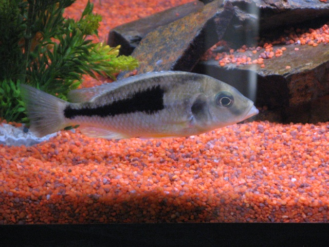 Naevochromis Chrysogaster Bureau12