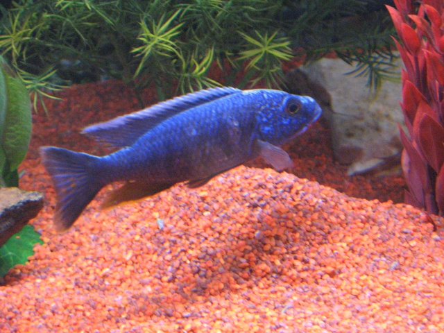 Scianochromis Fryeri (Likoma) Bureau16