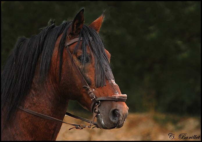 L'équitation selon certais Espagnols.. 003510