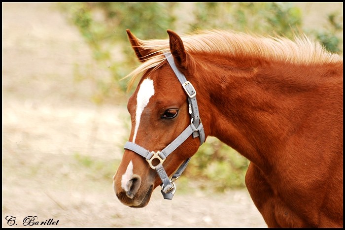 Chevaux au pré 013510