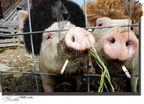 et les animaux de la ferme alors !! - Page 4 31938410