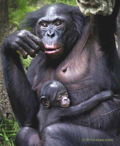 Singes et Gorilles!!! - Page 7 Bonobo11