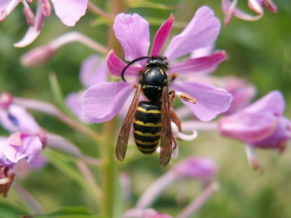 Abeilles / Gupes / Bourdons Dolich10