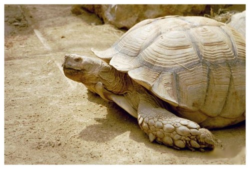 Tortues... Tortue10