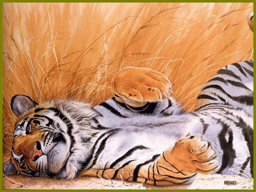 Les tigres...et flins que j'aime regarder ! - Page 12 Zed_an18