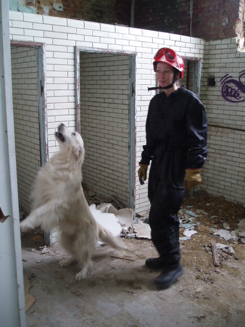 Rescue Dog Belgium - Exercice à Ronet (Flawinne - Namur) P8140014