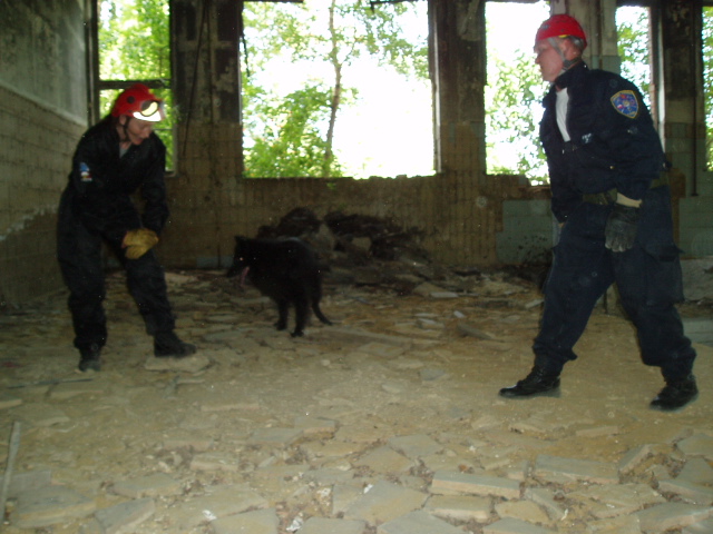 Rescue Dog Belgium - Exercice à Ronet (Flawinne - Namur) P8140024