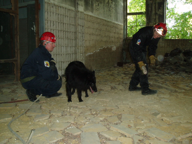 Rescue Dog Belgium - Exercice à Ronet (Flawinne - Namur) P8140025