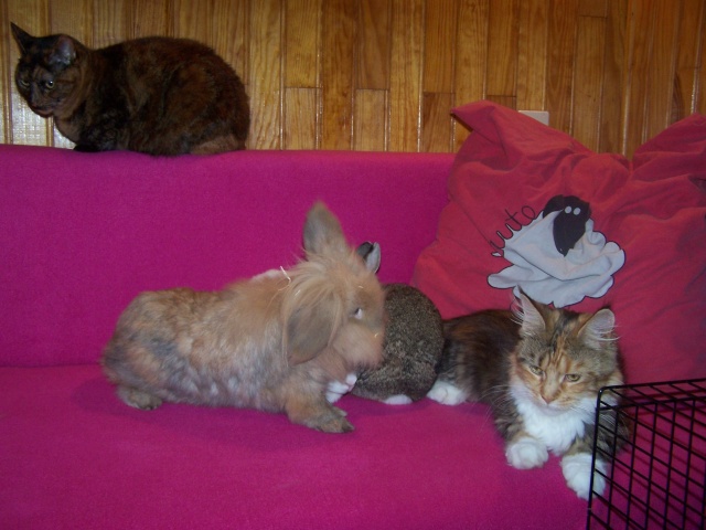 Rencontre entre les 3ptits chats et les 3ptits cochons 9_08_221