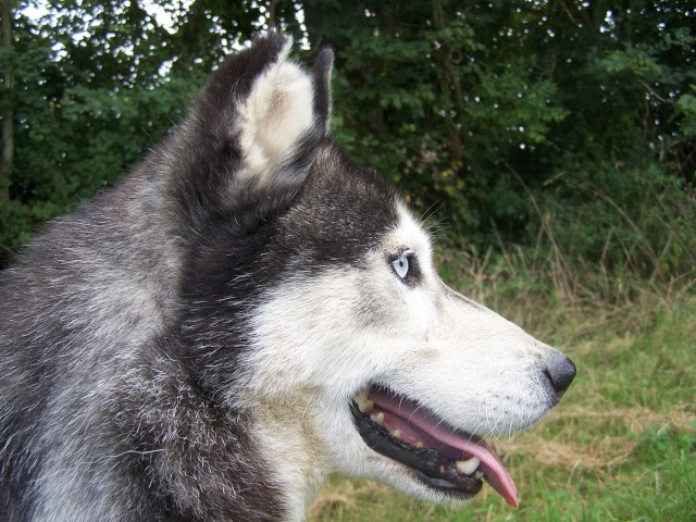 Siberian husky LOF noir et blanc yeux vairons 6 ans Racing13