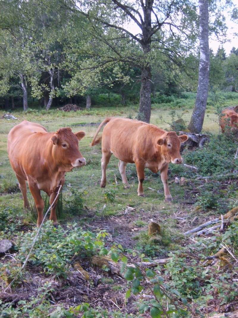 les vaches de Creuse Vaches19