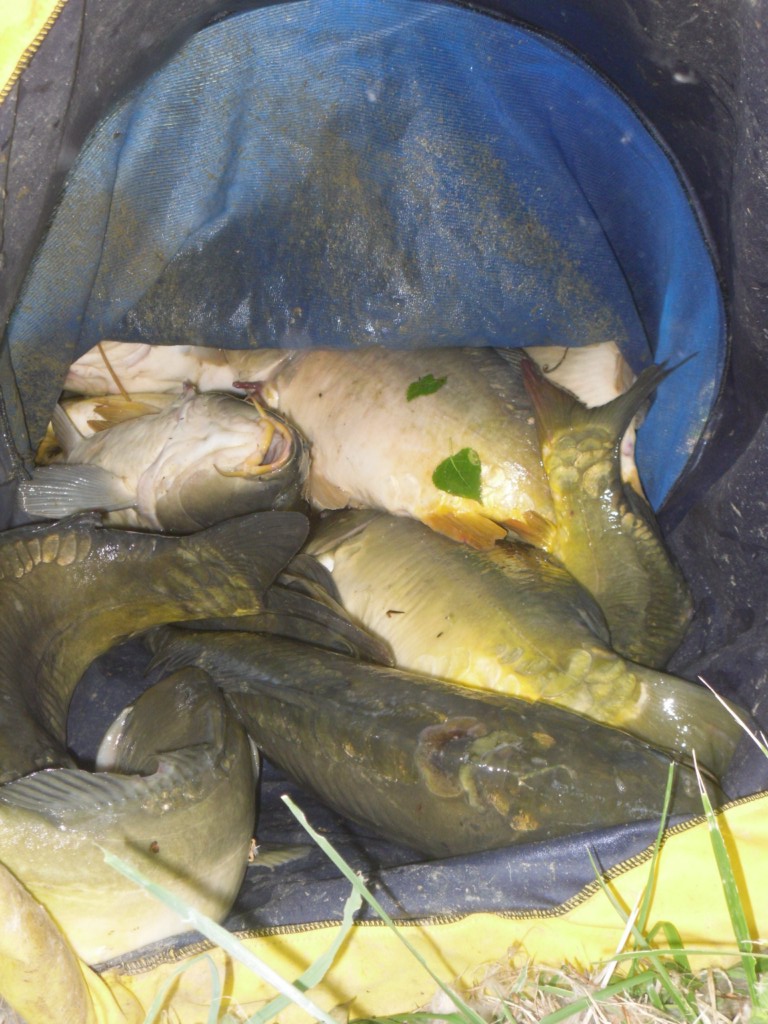 Double pêche à BEAULIEU M510