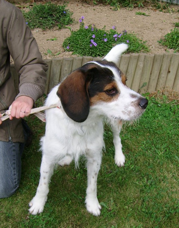 ADHOC, croisé beagle/griffon mâle, 5 ans 1/2 (56) Adh110