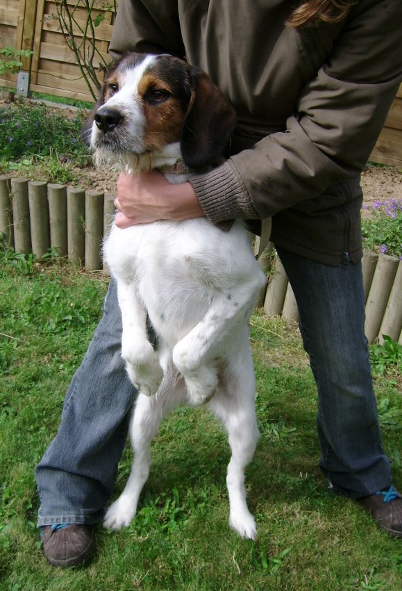 ADHOC, croisé beagle/griffon mâle, 5 ans 1/2 (56) Adh210