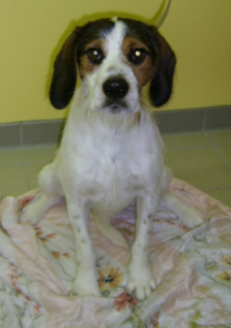 ADHOC, croisé beagle/griffon mâle, 5 ans 1/2 (56) Adhoc110