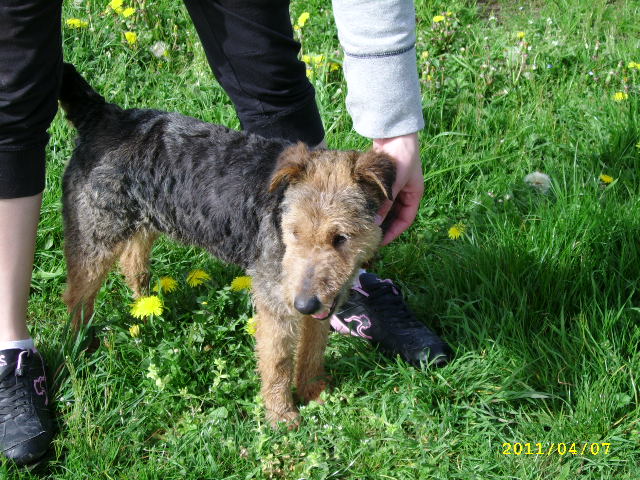 Farah, adorable x fox noir et feu (9ans) a besoin d'amour ! Avr11_17