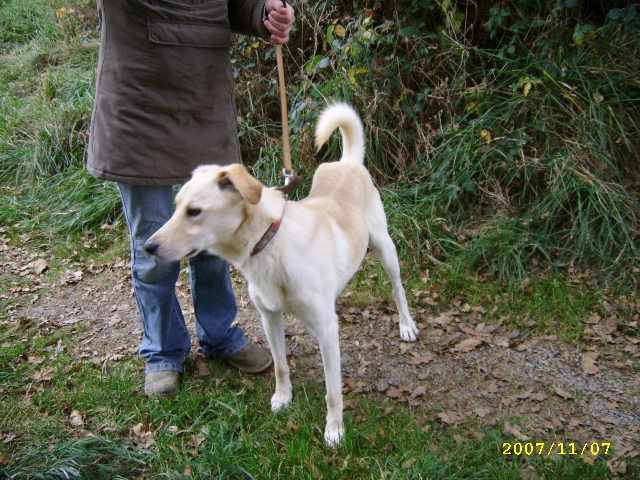 Alto - x Labrador sable - 56 PONTIVY Nov_0611