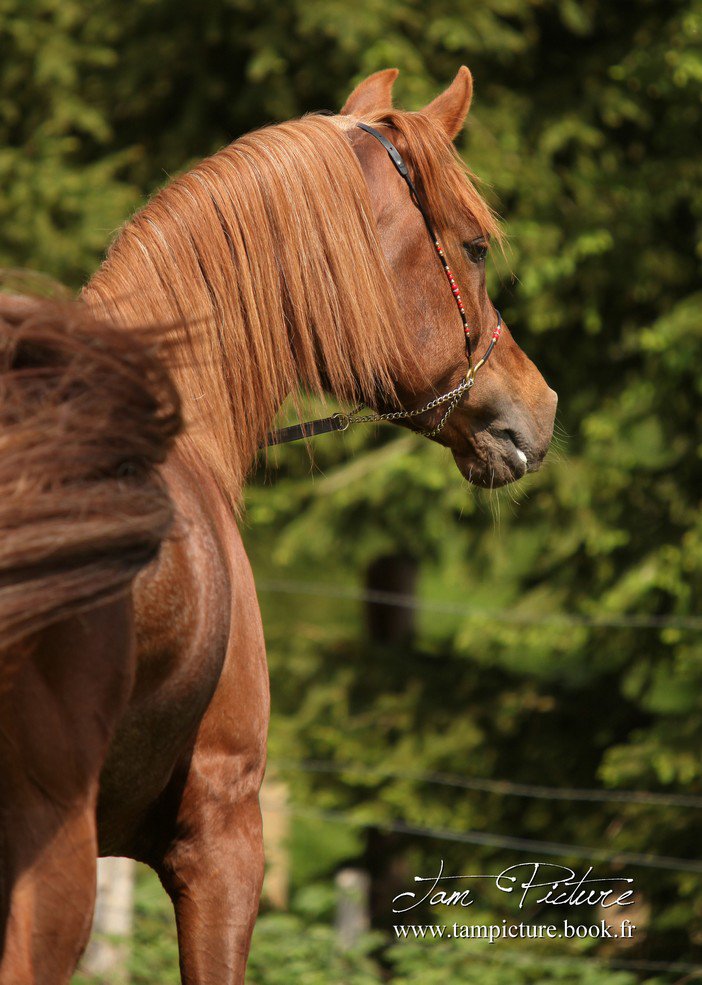 Maarena Arabians, Nouvel élevage en France!! - Page 6 20454310