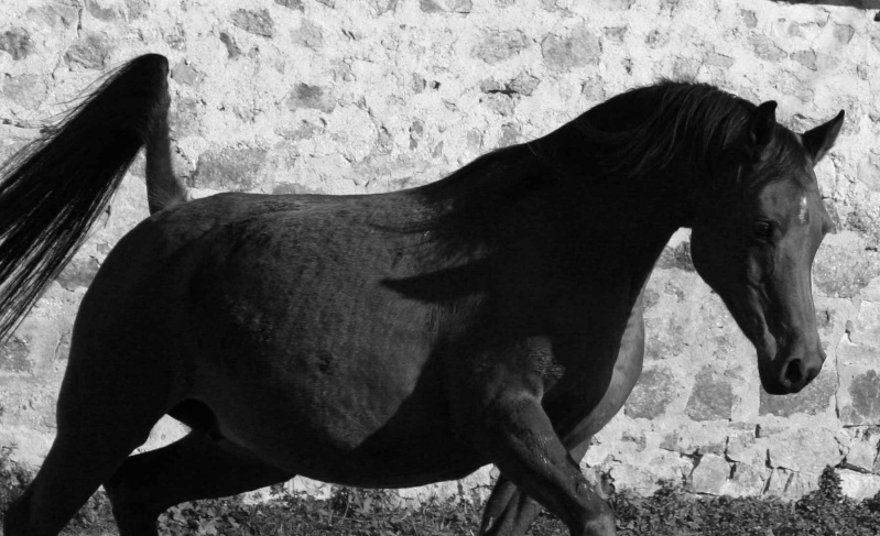 Photographies de vos chevaux - Page 2 Gacias10