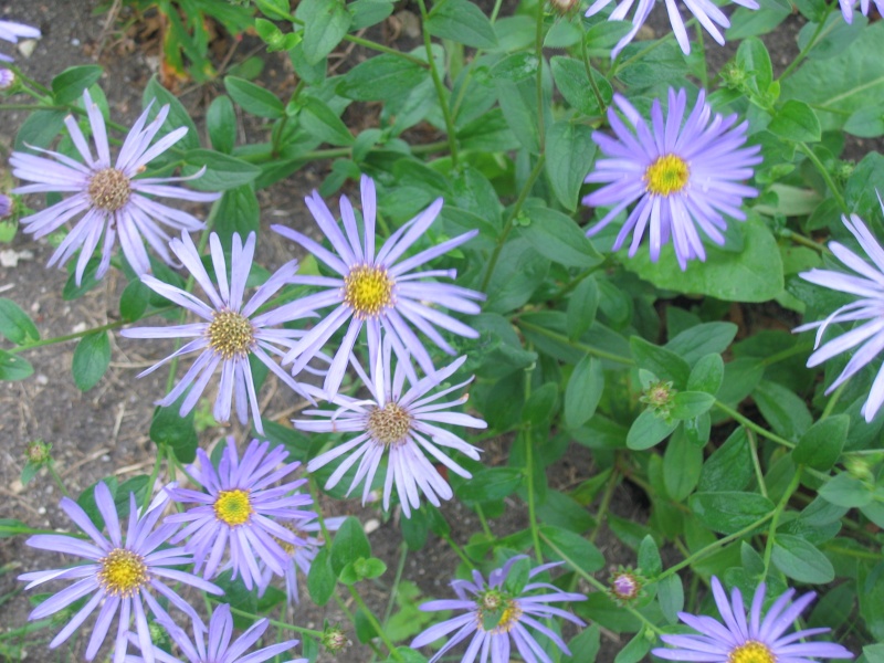 Aster ??? Img_5411