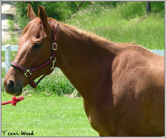 Paddock Texas_11