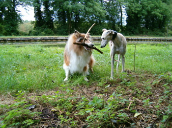 2 chiennes pour un seul bâton... cruel dilemne !! Hpim3314