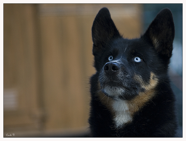 Chien de traineau + ajouts et retouche Chien410