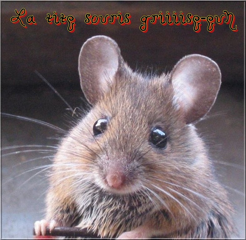 La salle n3 - Les rats et les souris Creati30