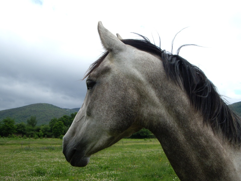  Fiche d'Arfal [cheval de Madleen] Img_0010