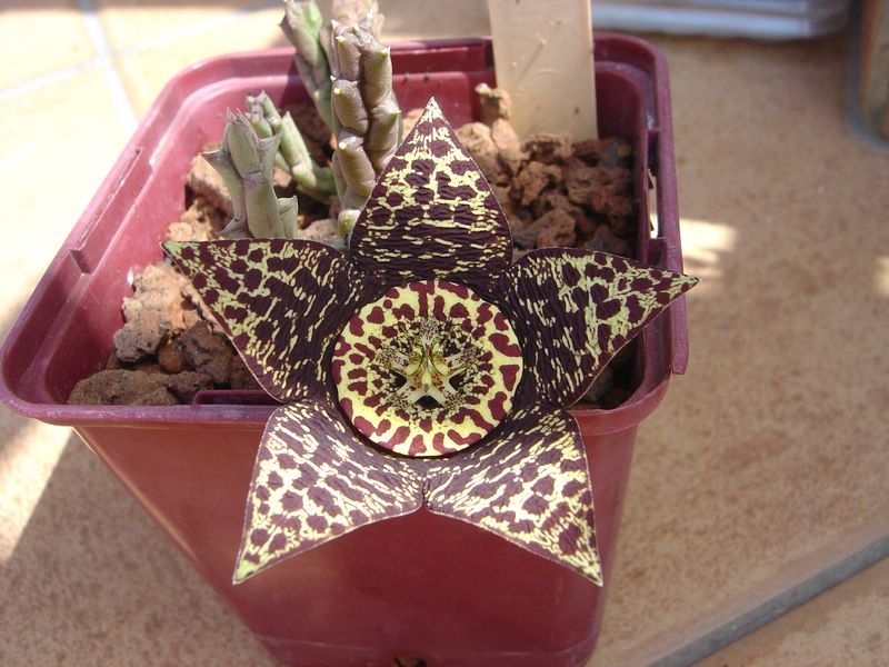 Stapelia variegata synonyme Orbea variegata Stava410