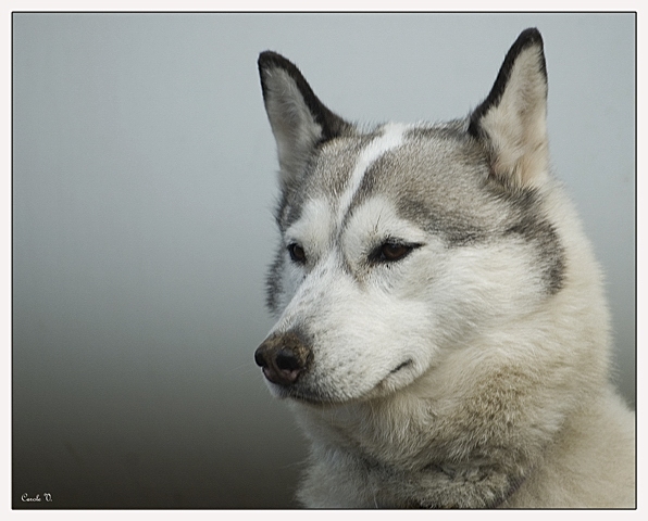 Chien de traineau + ajouts et retouche Carole10