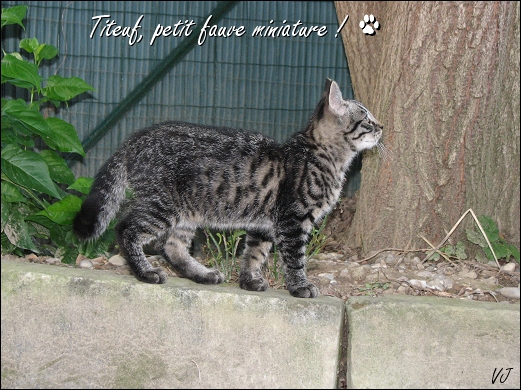 Les chatons ont 14 semaines - Page 2 3_mois13