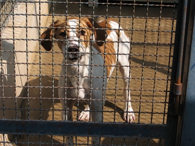 KINDER, type beagle mâle, 3 ans (17) 20070510