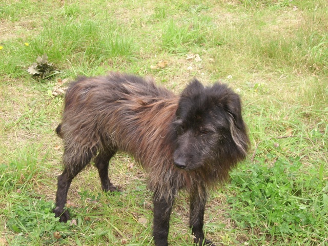 37 - EUTHANASIE : LEOo mâle griffon de 5 ans Photo_16