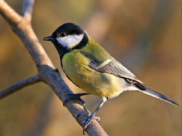 oiseaux de mon jardin Mesang13